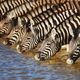 Illustration for article titled Zebras are now walking bar codes